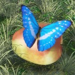 Butterfly One Butterfly One