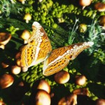 Butterfly Two