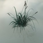Reed