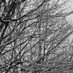 Snow on tree at Night