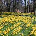 Slope covered in Daffodils in Sefton Park, Liverpool