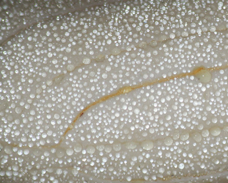 Close up of water drops on bar of soap