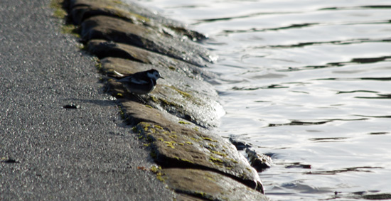 Wagtail Waters Edge