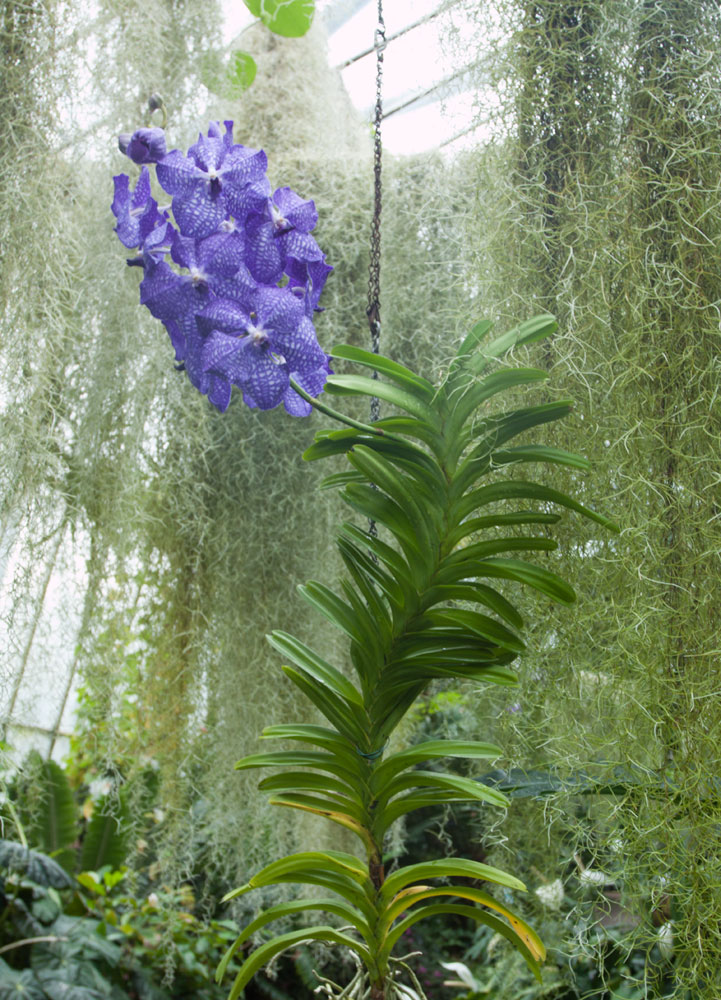 Purple Flower  in the Glass House.   Photographed at Royal Botanic Garden Edinburgh 2015
