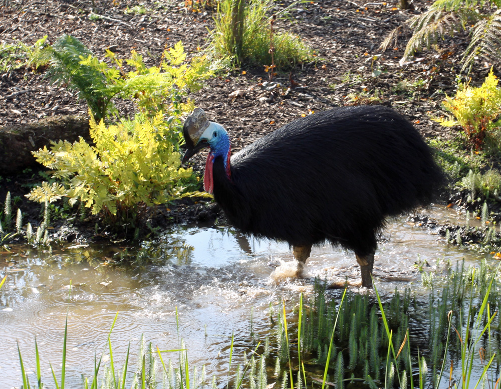 Southern Cassowary standing in water at Chester Zoo October 2016