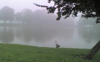 A heron in the park on a misty morning as I walked to work